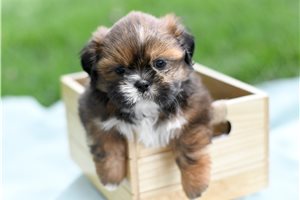 Giles - puppy for sale