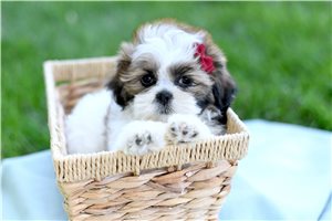 Tallulah - Shih Tzu for sale