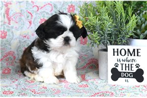 Alexis - Shih Tzu for sale