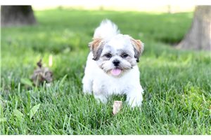 Aether - Shih Tzu for sale