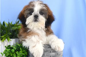 Nate - Shih Tzu for sale