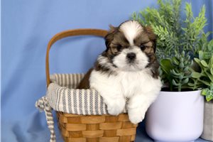 Oberlin - Shih Tzu for sale