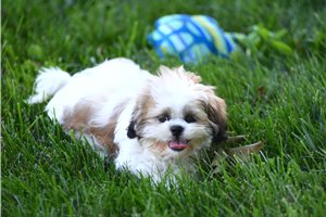 Taron - Shih Tzu for sale