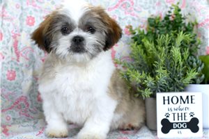 Nigel - Shih Tzu for sale