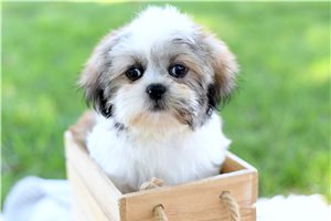 Tanner - Shih Tzu for sale