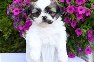 Tanner - Shih Tzu for sale