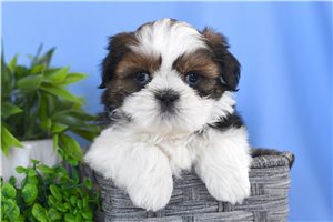 Nixon - Shih Tzu for sale