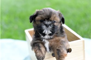 Gigi - Shih Tzu for sale
