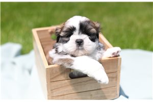 Boston - Shih Tzu for sale