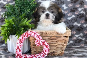 Nigel - Shih Tzu for sale