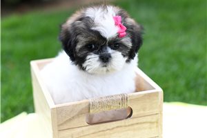 Alya - Shih Tzu for sale