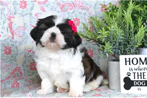 Allegra - puppy for sale