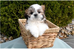Ollie - Shih Tzu for sale