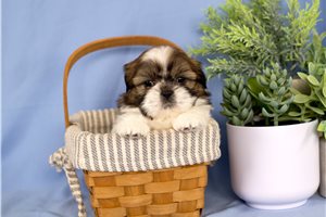 Odin - Shih Tzu for sale