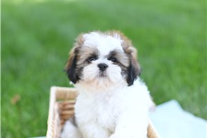 Taron - Shih Tzu for sale