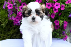 Tallulah - puppy for sale