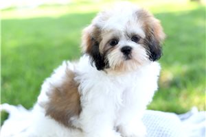 Taron - Shih Tzu for sale