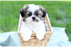 Tanner - Shih Tzu for sale