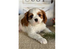 Patches - Cavalier King Charles Spaniel for sale
