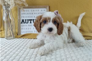 Nadia - puppy for sale