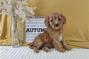 Nina - puppy for sale