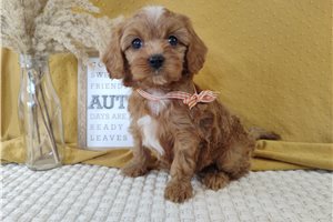 Noor - puppy for sale