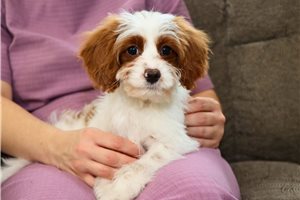 Nicholas - Cavapoo for sale