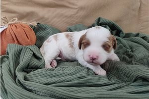 Finn - puppy for sale