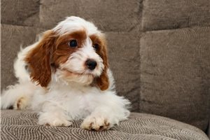 Nancy - Cavapoo for sale