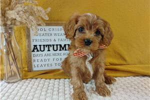 Nelson - puppy for sale