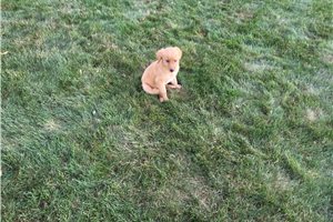 Mazie - Golden Retriever for sale