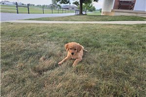 Mazie - Golden Retriever for sale