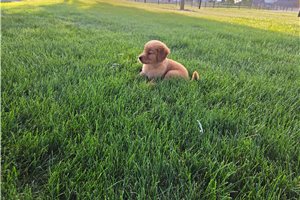 Miles - Golden Retriever for sale