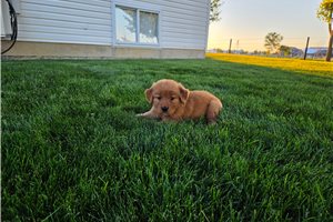 Mazie - Golden Retriever for sale