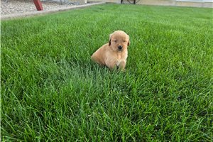 Miles - Golden Retriever for sale