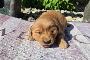 Mazie - puppy for sale