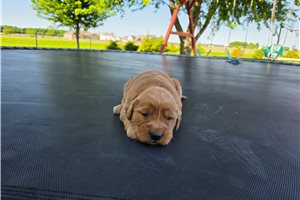 Miles - puppy for sale