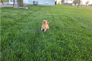 Mazie - Golden Retriever for sale