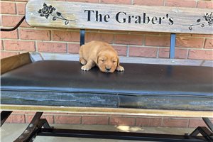 Mike - Golden Retriever for sale