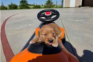 Maya - puppy for sale