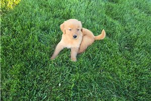 Miles - Golden Retriever for sale