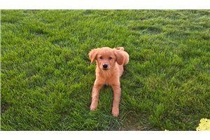 Mazie - Golden Retriever for sale