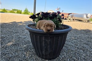 Milburn - Golden Retriever for sale