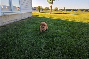 Milburn - Golden Retriever for sale