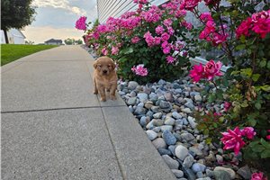 Maya - Golden Retriever for sale