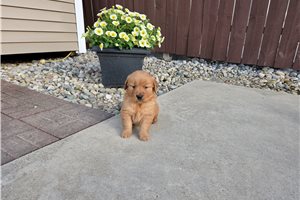 Mazie - Golden Retriever for sale