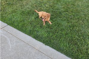 Mazie - Golden Retriever for sale