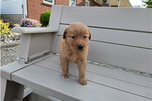 Mike - Golden Retriever for sale
