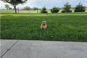 Milburn - Golden Retriever for sale