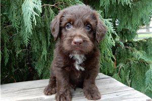 Beau - puppy for sale